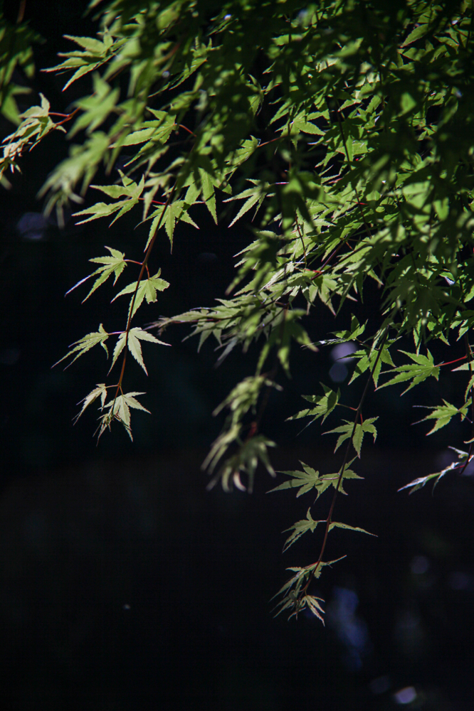 CanonEOS5Dmk2 Sigma-Z pantel 135mmF2.8 iso100 135mm f4 1/2000 M photo : toshimasa
