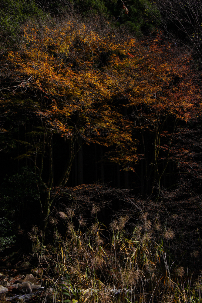 CanonEOS5Dmk2 CanonEF24-70mmF4L iso100 35mm f8 1/250 M