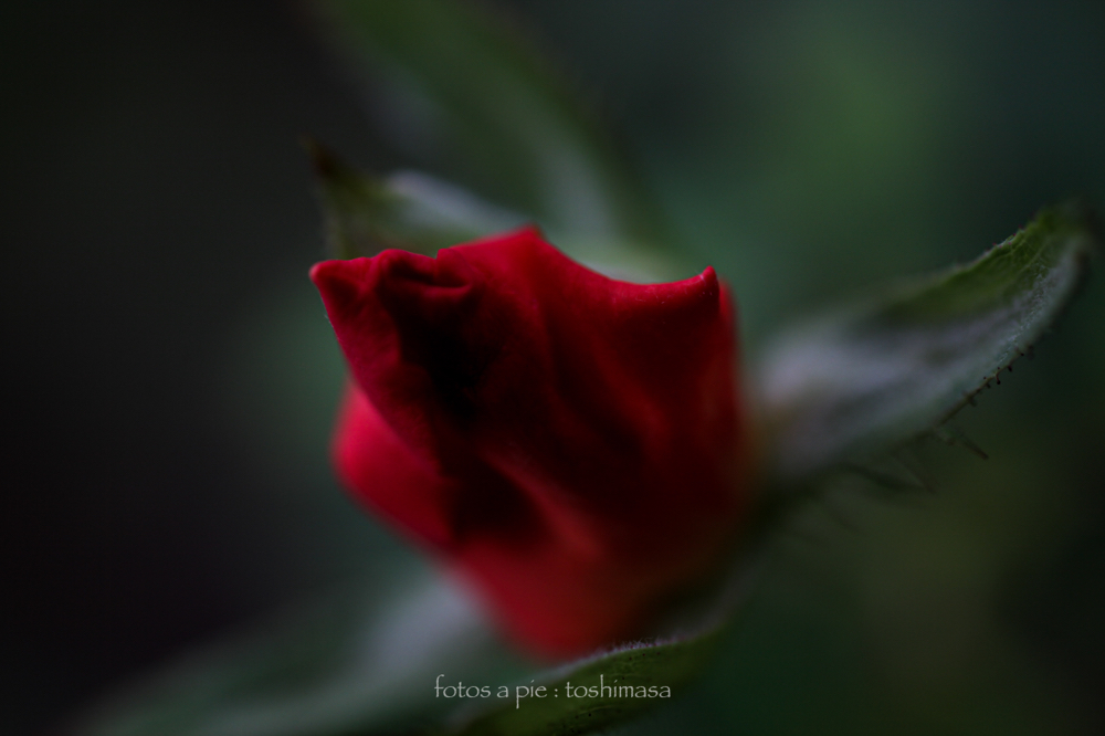 CanonEOS5Dmk2 SIGMA50mmF2.8EXmacro iso250 50mm f2.8 1/400 M photo : toshimasa