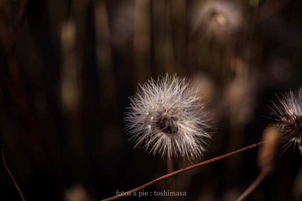 CanonEOS5Dmk2 Sigma50mmF2.8macro iso100 f2.8 1/1000 M photo : toshimasa