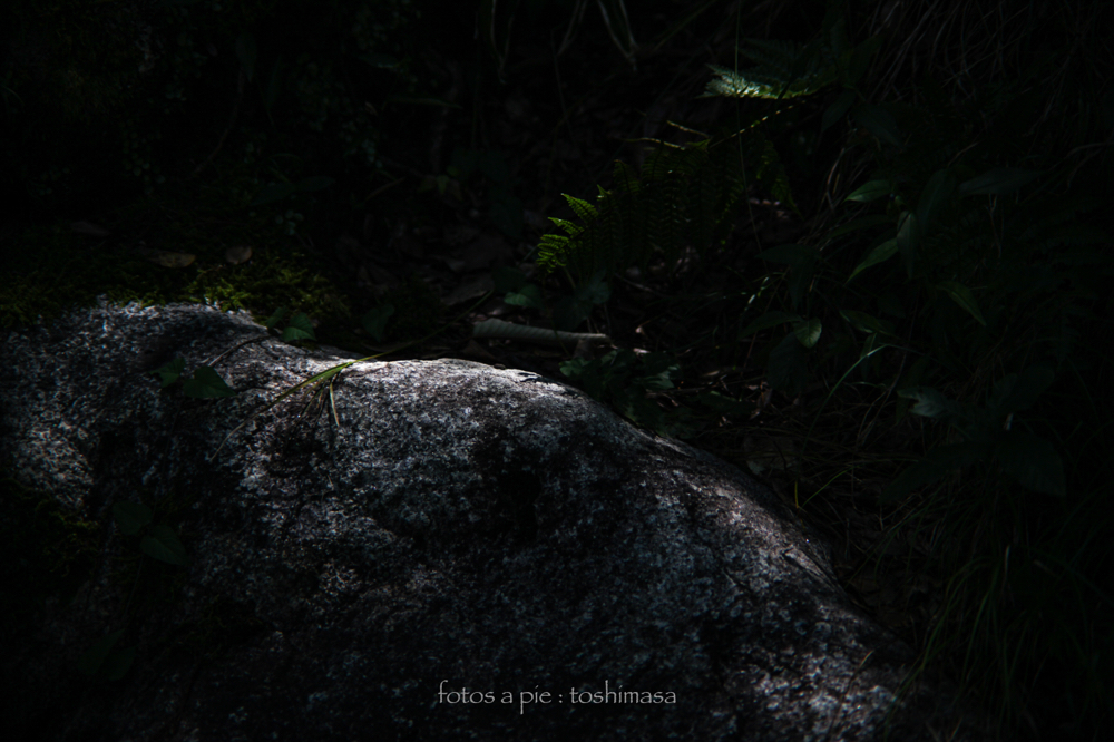 CanonEOS5Dmk2 CanonFD135mmF2.5sc iso100 135mm f4 1/500 M photo : toshimasa