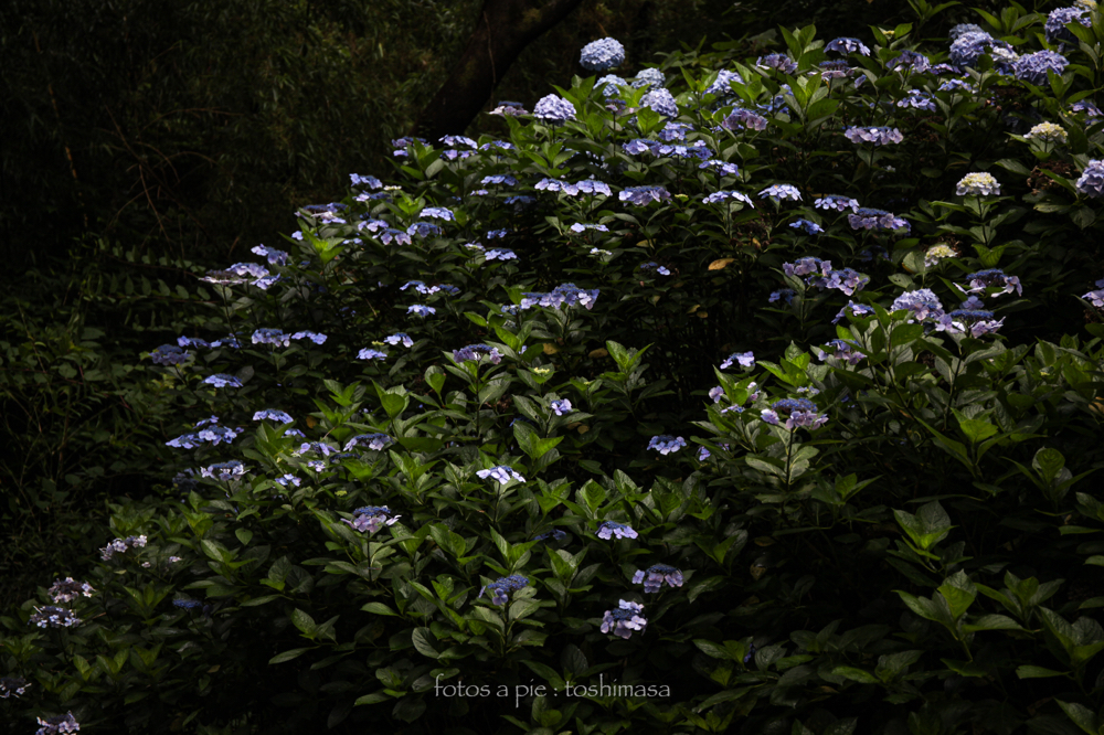 CanonEOS5Dmk2 CanonEF24-70mmF4L iso200 53mm f4 1/250 M photo : toshimasa