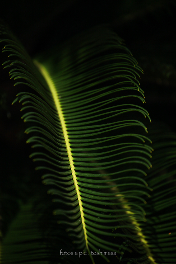 CanonEOS5Dmk2 CanonEF70-300mmF4-5.6L iso100 300mm f5.6 1/800 M photo : toshimasa