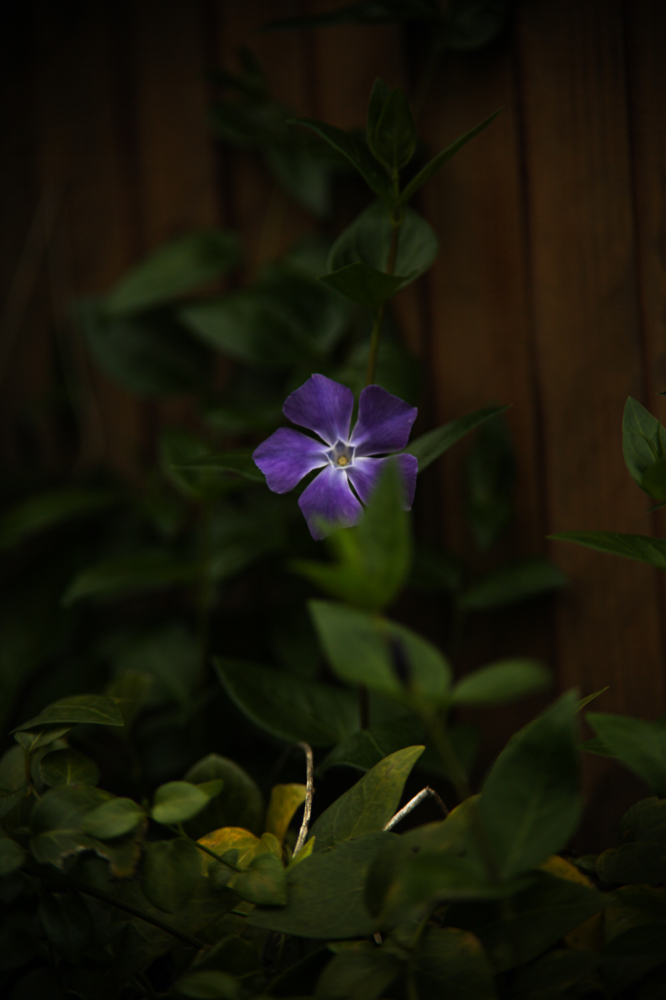 CanonEOS5Dmk2 CanonFD135mmF2.5sc iso100 135mm f2.5 1/800 M photo : toshimasa