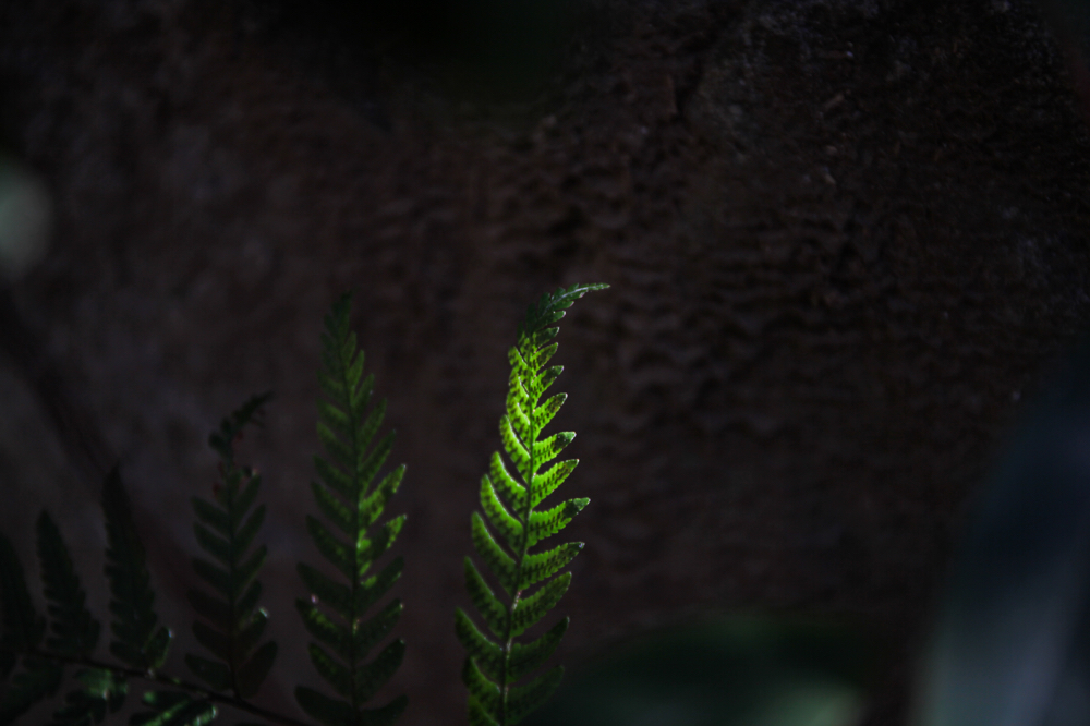 丈山苑 CanonEOS 5Dmk2 CanonEF24-70mmF4L iso100 64mm f4 1/60 Tv photo : toshimasa