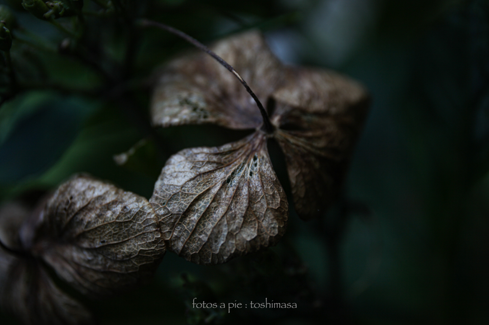 CanonEOS5Dmk2 CanonEF24-70mmF4L iso100 80mm f4 1/125 M