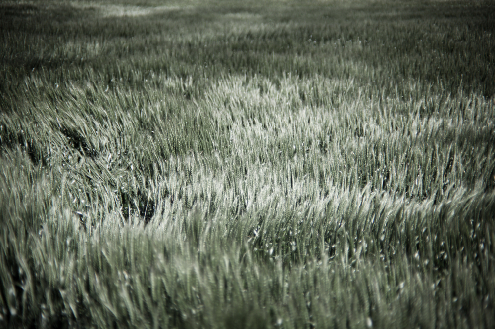 CanonEOS5Dmk2 CanonFD100mmF2.8 iso100 100mm f2.8 1/1000 M photo : toshimasa