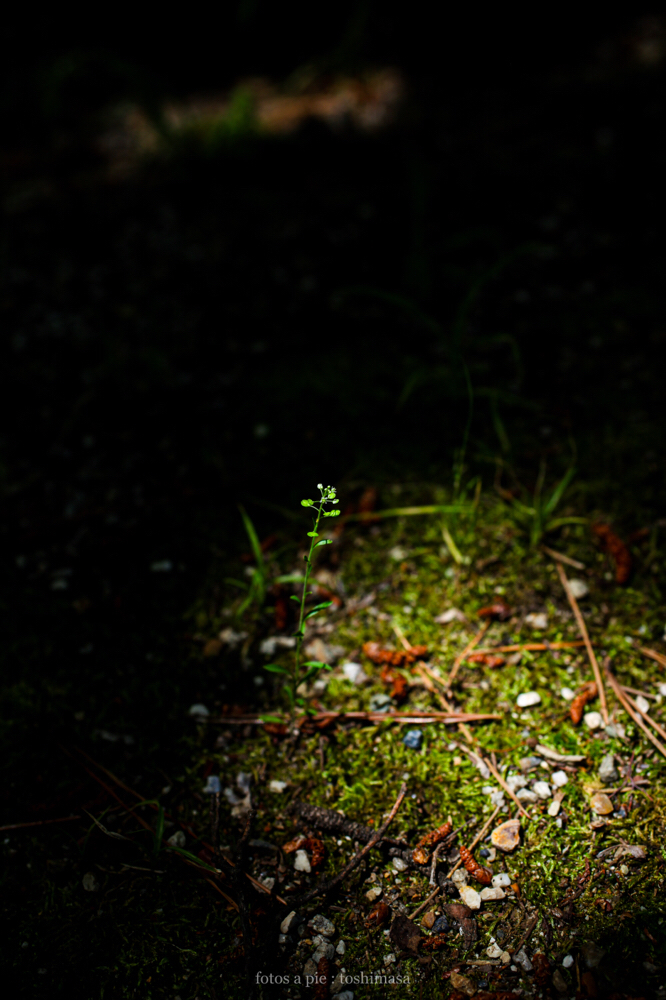 CanonEOS5Dmk2 Sigma50mmF2.8macroEX DG iso200 50mm f5 1/1000 M photo : toshimasa