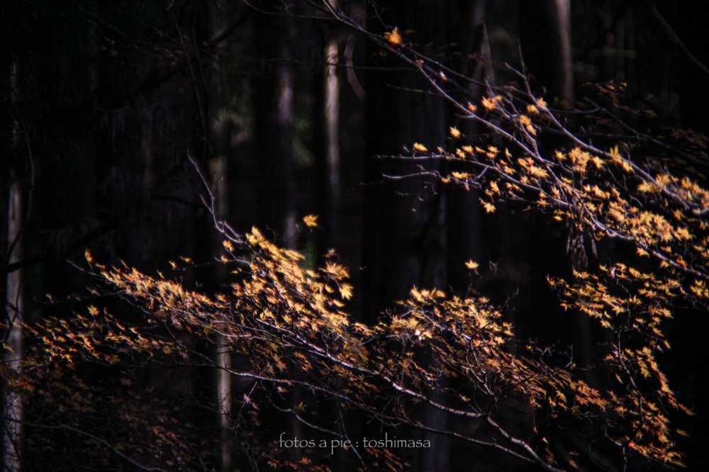CanonEOS5Dmk2 CanonFD135mmF2.5sc iso100 f2.5 135mm 1/1000 M