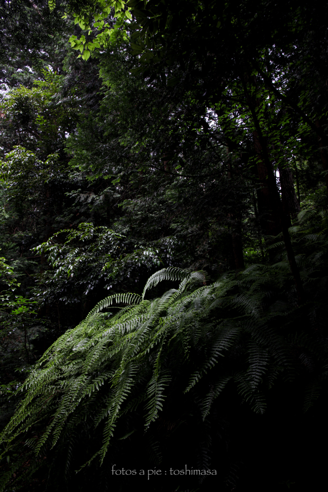 CanonEOS5Dmk2 CanonEF24-70mmF4L iso200 24mm f8 1/30 M photo : toshimasa