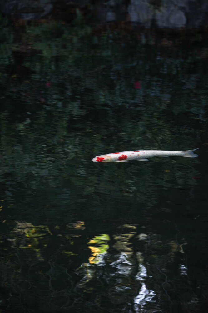 龍仙湖 CanonEOS 5Dmk2 CanonEF70-300mmF4-5.6L iso100 182mm f5 1/80 photo : toshimasa