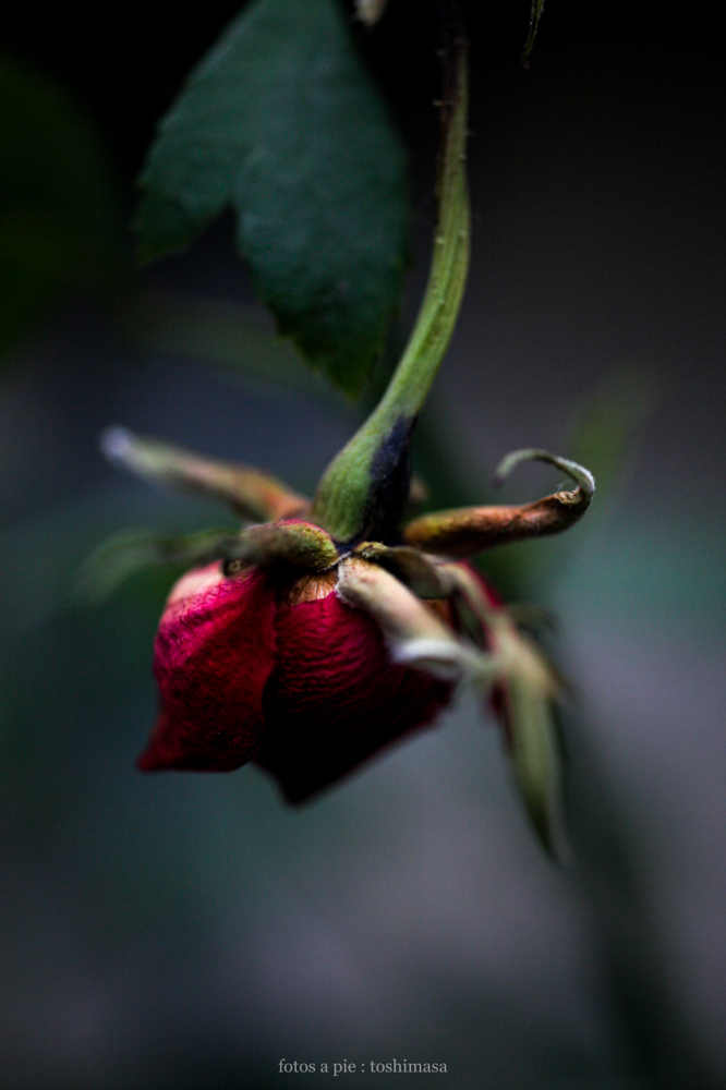 CanonEOS5Dmk2 SIGMA50mmF2.8macroEX DG iso500 50mm f2.8 1/800 M photo : toshimasa