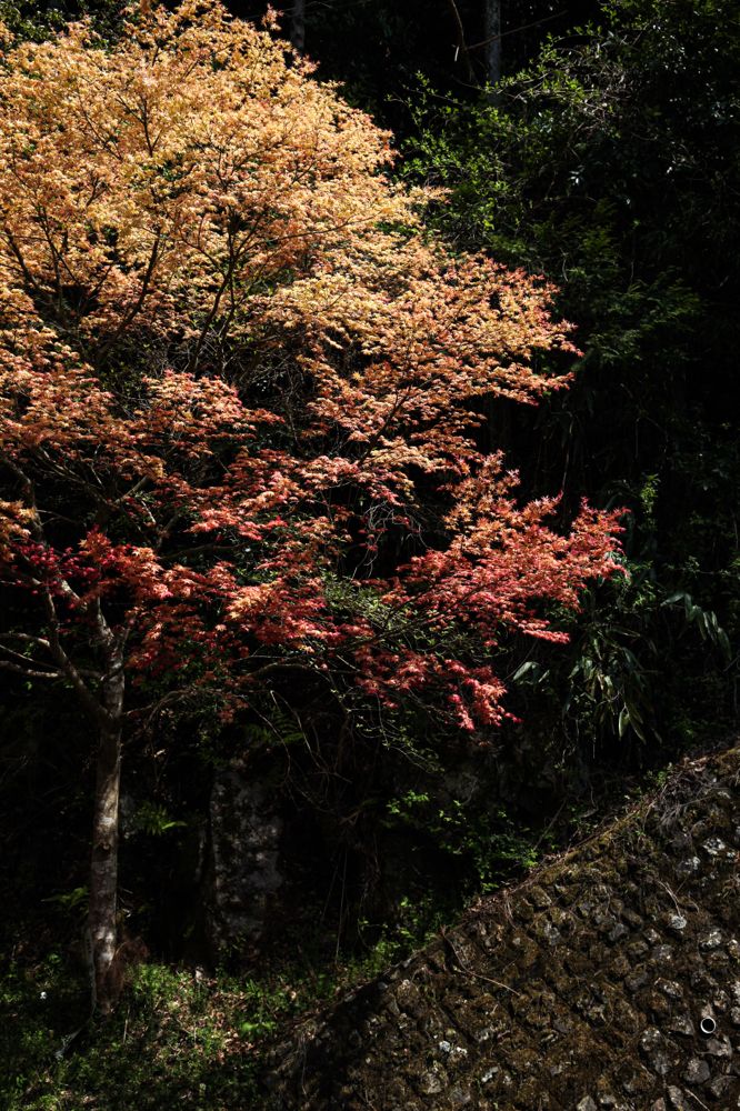 CanonEOS5Dmk2 CanonEF24-70mmF4L iso100 44mm f5.6 1/500 M photo : toshimasa