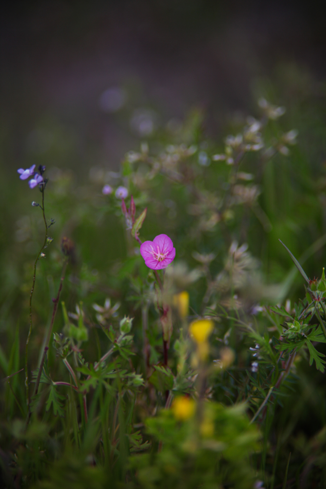CanonEOS5Dmk2 CanonFD100mmF2.8 iso100 100mm f4 1/1000 M photo : toshimasa