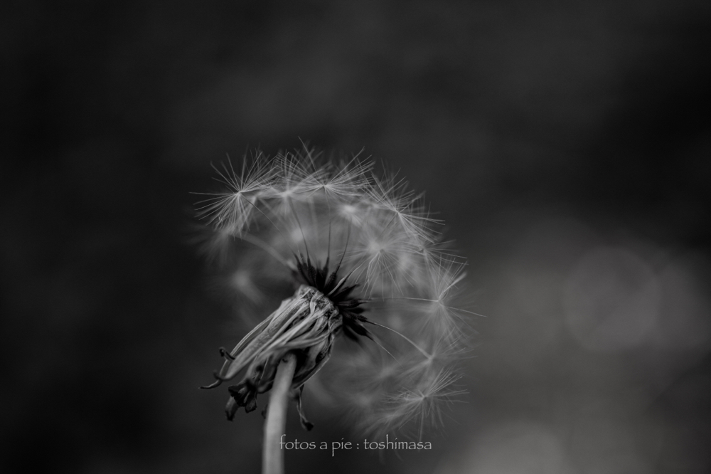 CanonEOS5Dmk2 Sigma50mmF2.8macro iso400 50mm F2.8 1/400 M