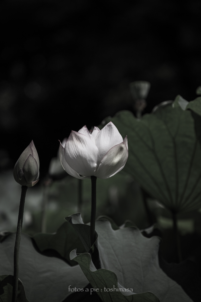 CanonEOS5Dmk2 CanonEF70-300mmF4-5.6L iso100 214mm f5.0 1/1250 M photo : toshimasa