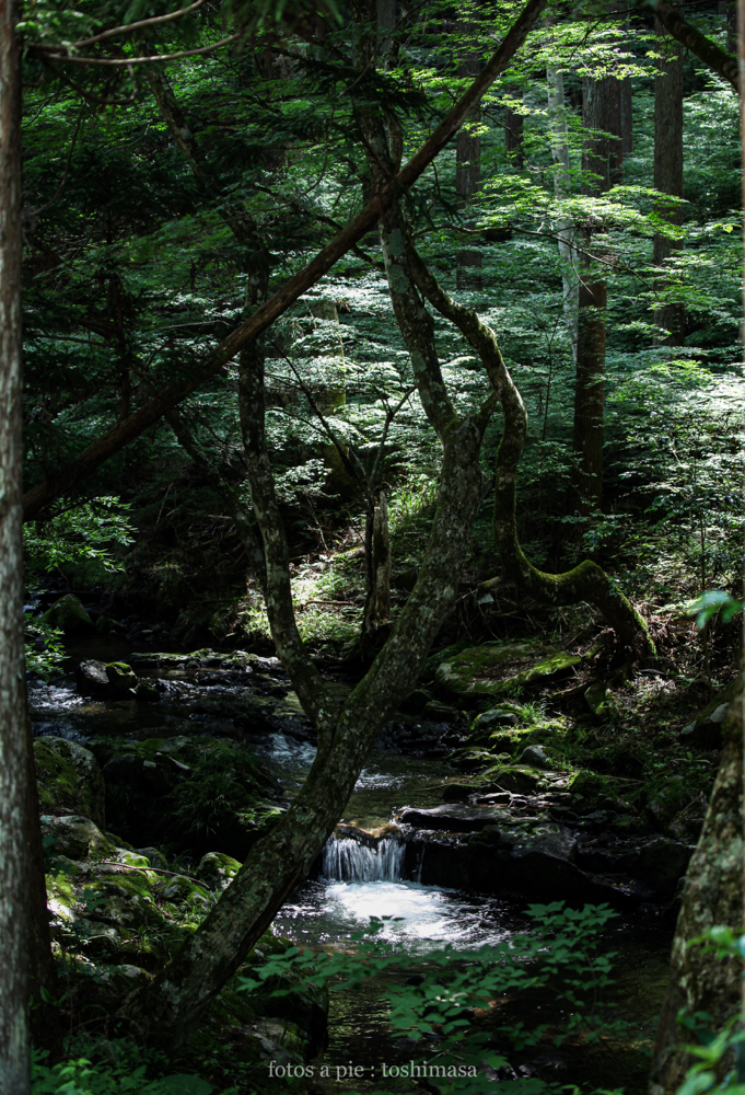 CanonEOS5Dmk2 CanonEF70-300mmF4-5.6L iso100 70mm f4 1/30" M photo : toshimasa