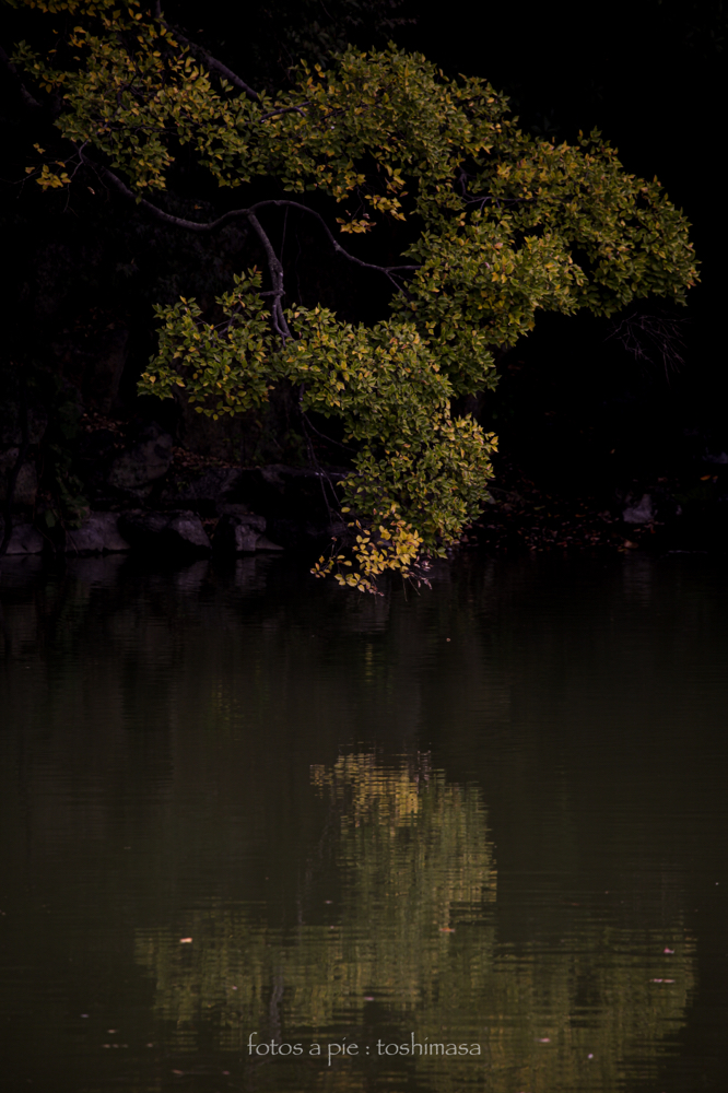 CanonEOS5Dmk2 CanonEF70-300mmF4-5.6L iso100 300mm f5.6 1/125 M