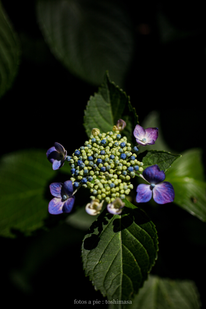 CanonEOS5Dmk2 SIGMA50mmF2.8macroEX-DG iso200 50mm f2.8 1/8000 M photo : toshimasa