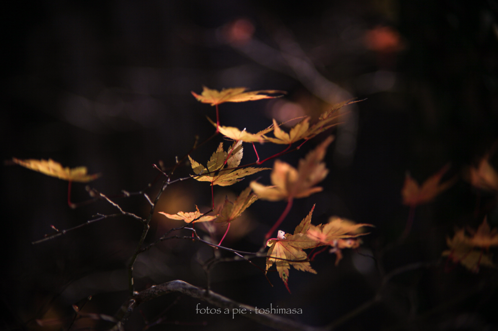 CanonEOS5Dmk2 CanonFD135mmF2.5sc iso100 f2.5 135mm 1/500 M