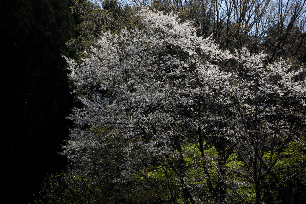 CanonEOS5Dmk2 CanonEF70-300mmF4-5.6L iso100 182mm f5.6 1/640 M photo : toshimasa