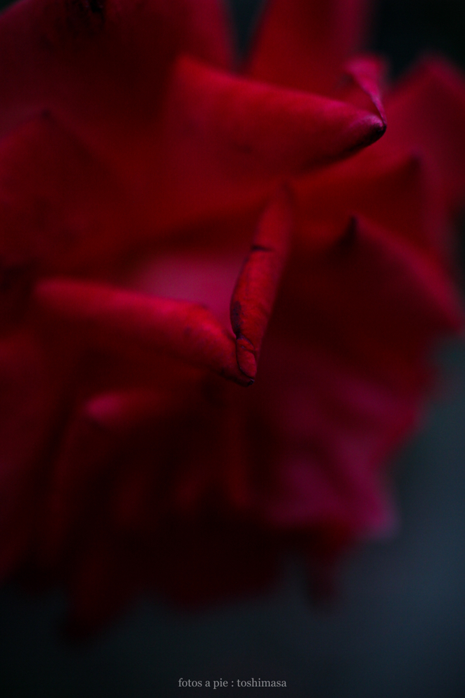 CanonEOS5Dmk2 SIGMA50mmF2.8macroEX DG iso500 50mm f2.8 1/800 M photo : toshimasa