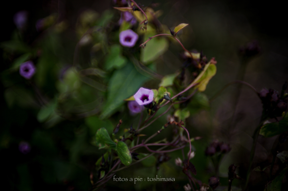 CanonEOS5Dmk2 CanonFD50mmF1.4 iso100 50mm f1.4 1/1600 M