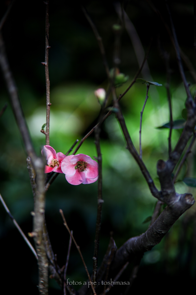 CanonEOS5Dmk2 CanonFD135mmF2.5sc iso100 135mm f2.5 1/160 M