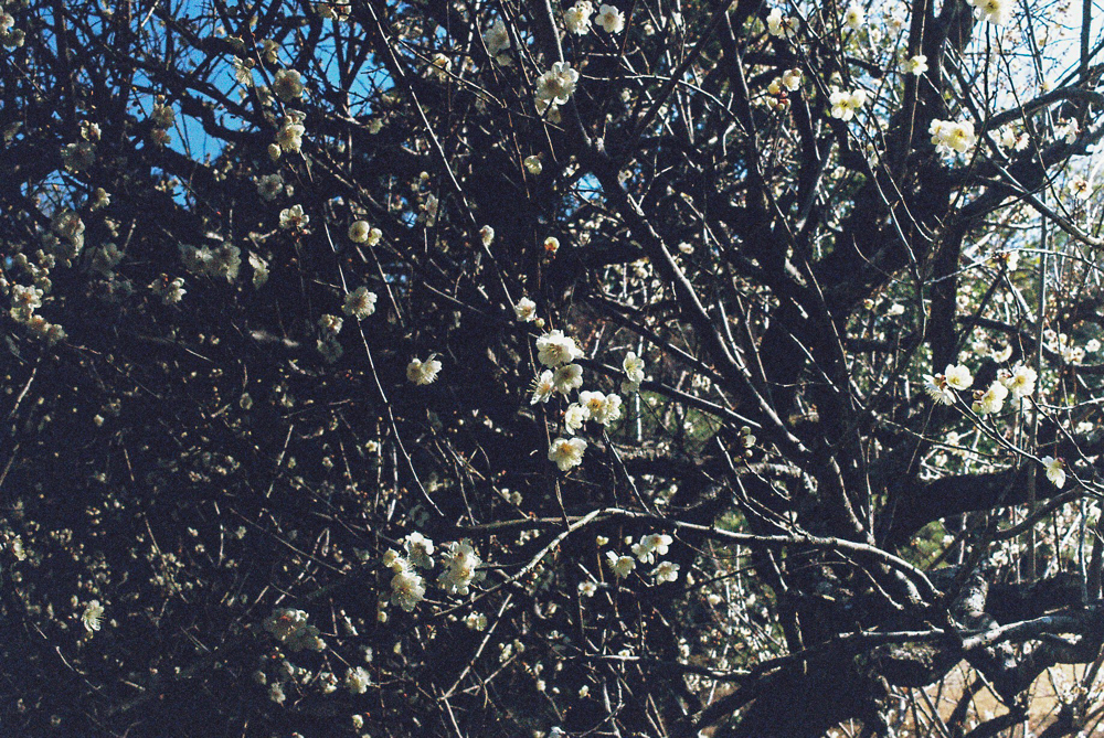 丈山苑 CanonF-1n CanonFD50mmF1.4 Lomography-400 photo : toshimasa