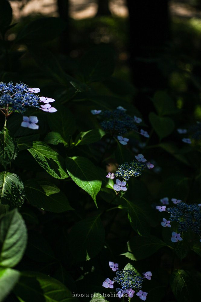 CanonEOS5Dmk2 SIGMA50mmF2.8macroEX-DG iso200 50mm f2.8 1/2500 M photo : toshimasa