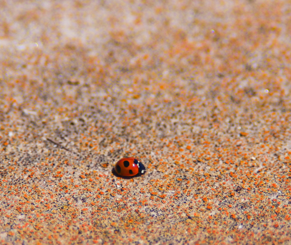 CanonEOS5Dmk2 CanonFD100mmF2.8 iso100 100mm f2.8 1/5000 M 1455•1226 photo : toshimasa
