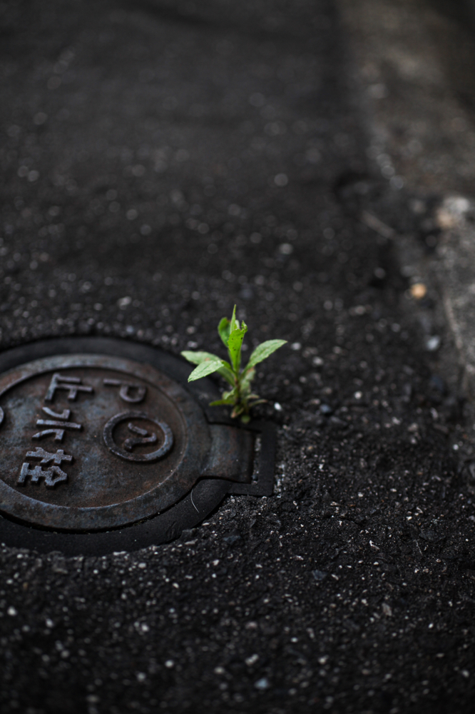 CanonEOS5Dmk2 SIGMA50mmF2.8macro iso100 50mm f2.8 1/125 M photo : toshimasa