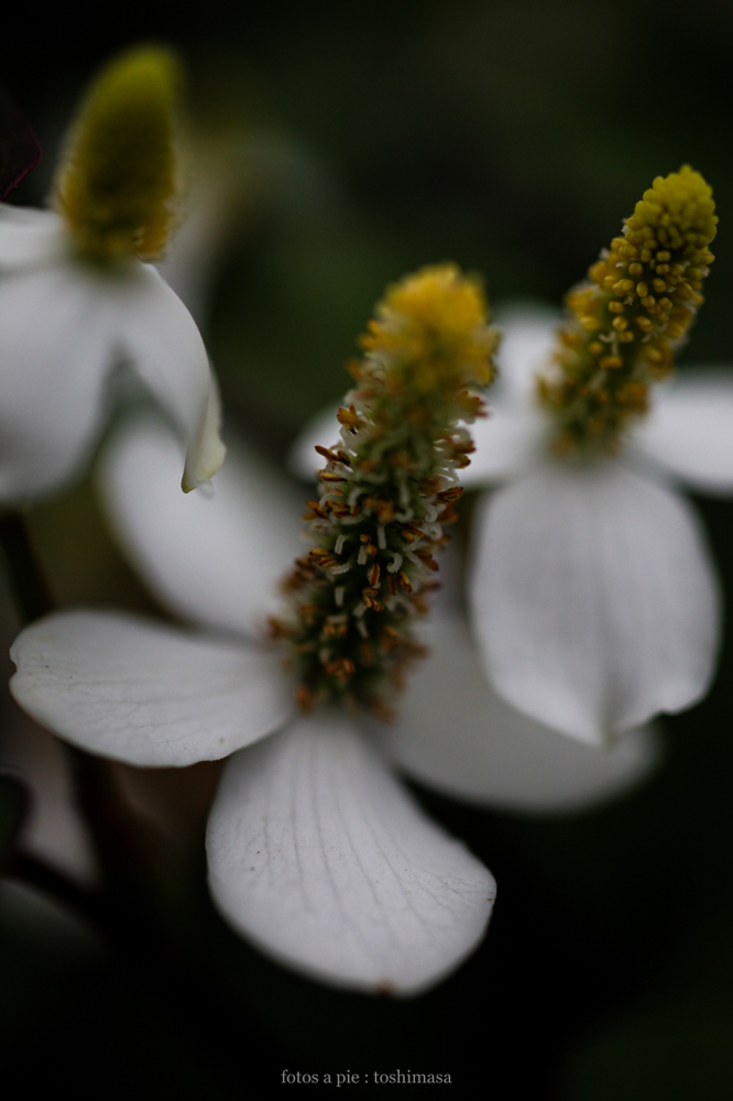 CanonEOS5Dmk2 SIGMA50mmF2.8macroEX DG iso500 50mm f2.8 1/800 M photo : toshimasa