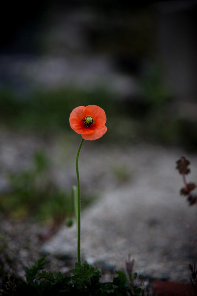 CanonEOS5Dmk2 CanonFD135mmF2.5sc iso100 135mm f2.5 1/650 M photo : toshimasa