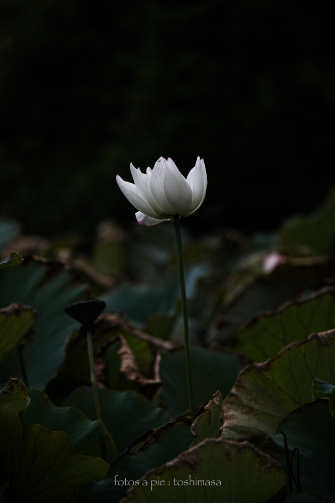 CanonEOS5Dmk2 CanonEF70-300mmF4-5.6L iso500 300mm f5.6 1/1250 M photo : toshimasa