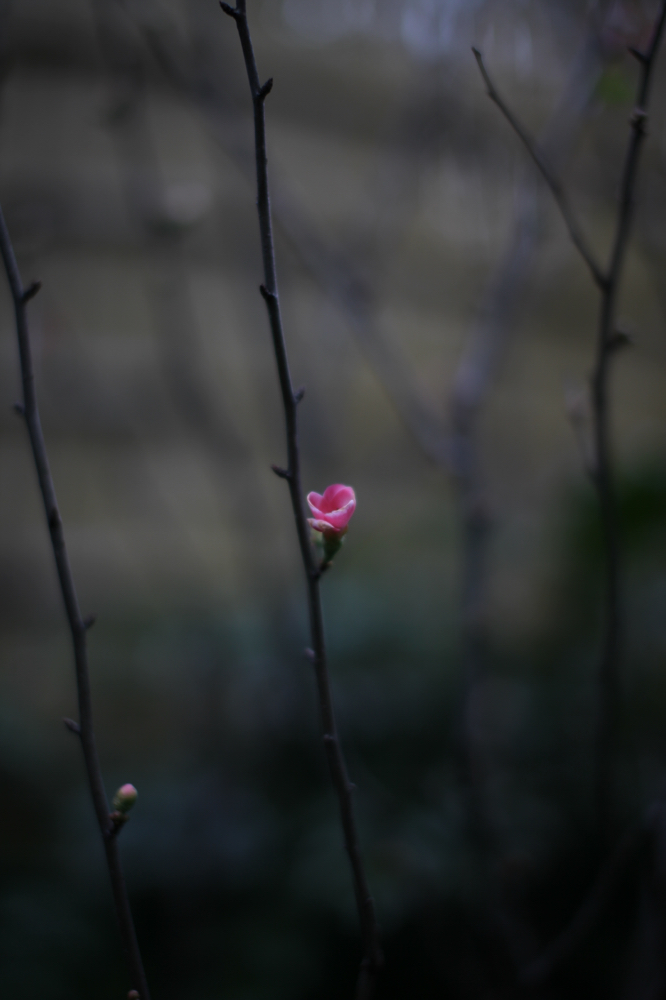 CanonEOS 5Dmk2 Sigma50mmF1.4EX DG ios100 50mm f1.4 1/500 Tv photo: toshimasa