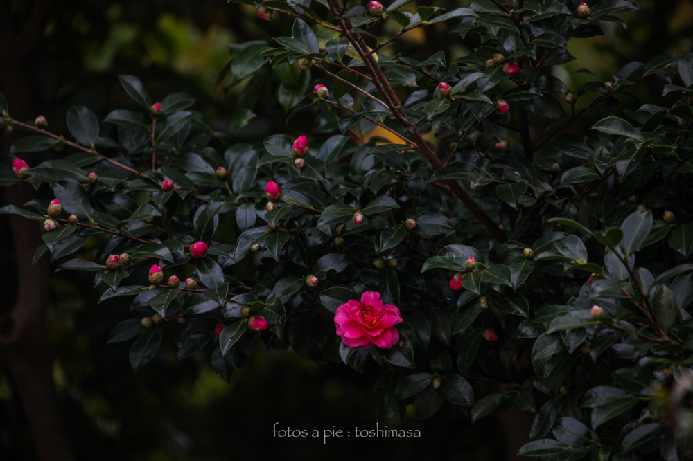 CanonEOS5Dmk2 CanonEF70-300mmF4-5.6L iso100 300mm f5.6 1/125 M