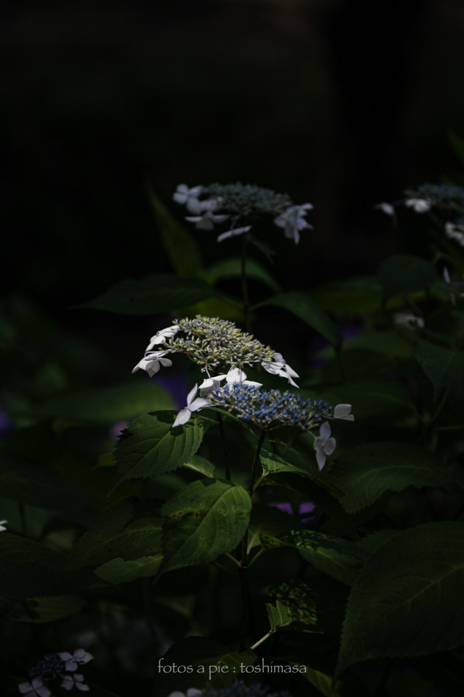 CanonEOS5Dmk2 CanonEF70-300mmF4-5.6L iso100 155mm f5.0 1/1250 M photo : toshimasa
