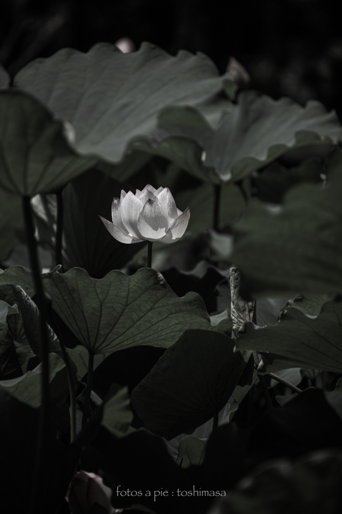 CanonEOS5Dmk2 CanonEF70-300mmF4-5.6L iso100 214mm f5.0 1/1600 M photo : toshimasa