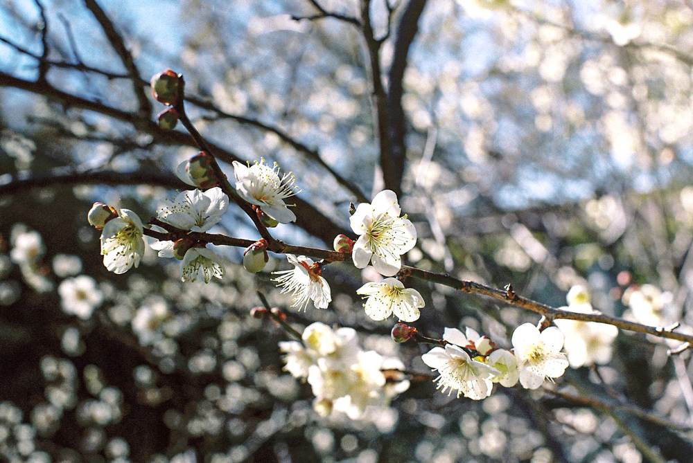 丈山苑 CanonF-1n CanonFD50mmF1.4 Lomography-400 photo : toshimasa