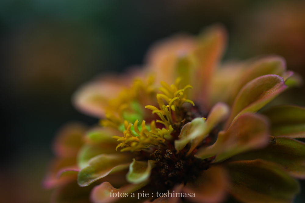 CanonEOS5Dmk2 SIGMA50mmF2.8macroEX-DG iso200 50mm f2.8 1/640 M photo : toshimasa