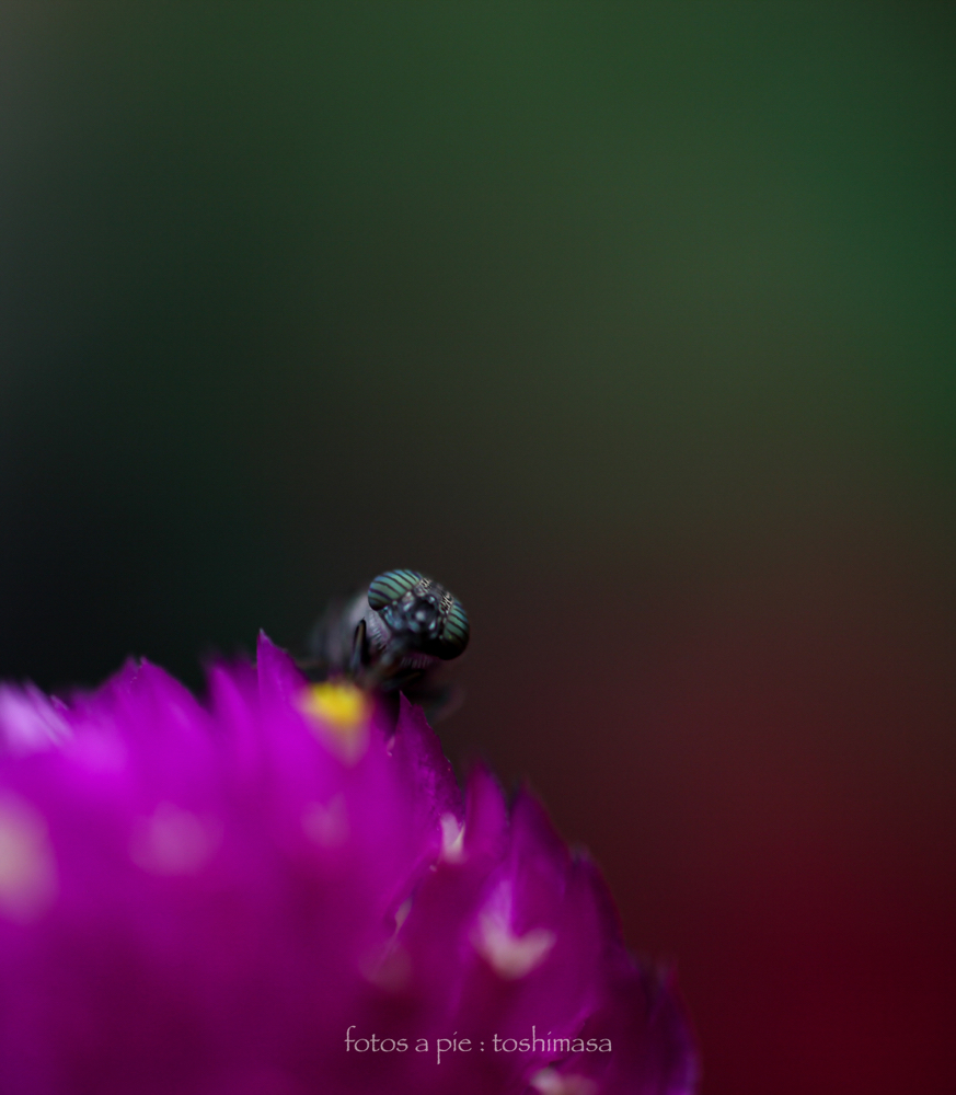 CanonEOS5Dmk2 Sigma50mmF2.8EXmacro iso100 50mm f2.8 1/160 M photo : toshimasa