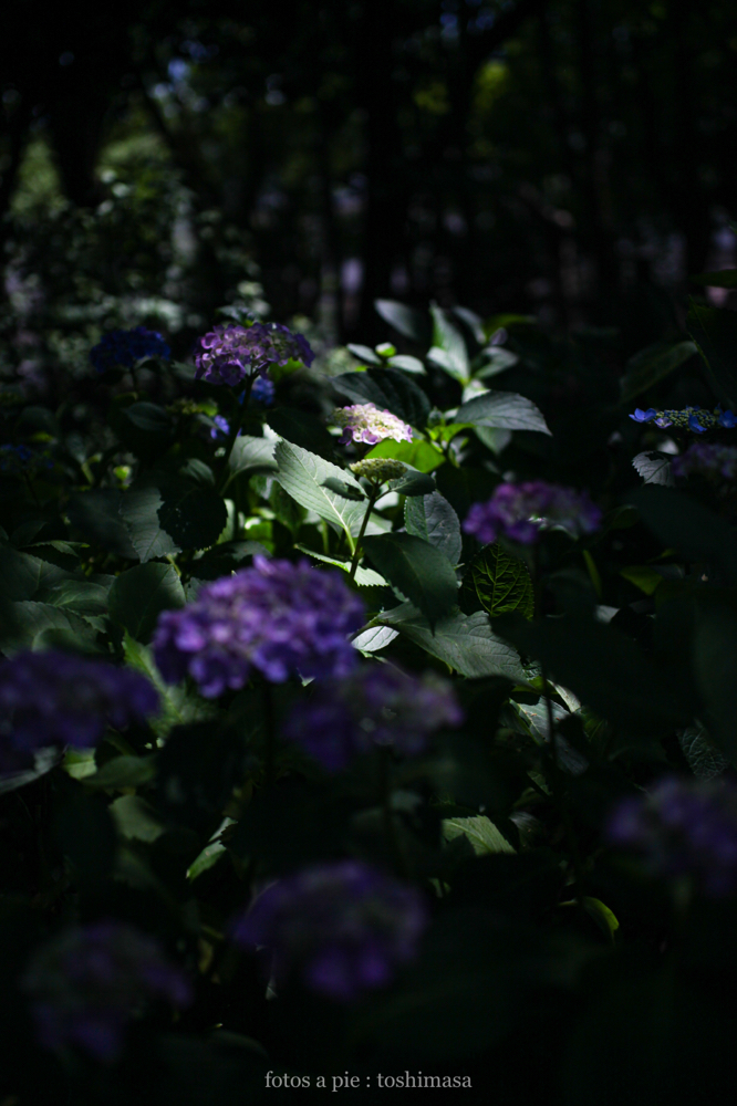 CanonEOS5Dmk2 SIGMA50mmF2.8macroEX-DG iso200 50mm f2.8 1/8000 M photo : toshimasa
