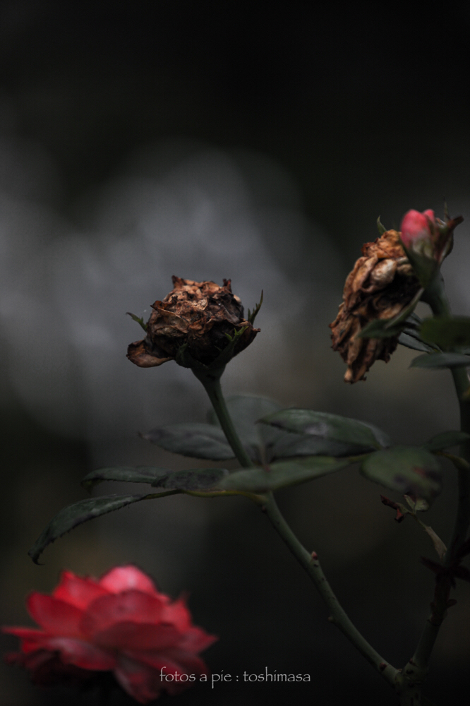 CanonEOS5Dmk2 CanonEF70-300mmF4-5.6L iso200 300mm f5.6 1/4000 M photo : toshimasa