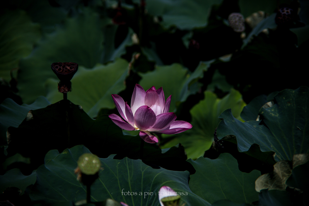 CanonEOS5Dmk2 CanonFD135mmF2.5sc iso100 135mm f4 1/2500 M photo : toshimasa