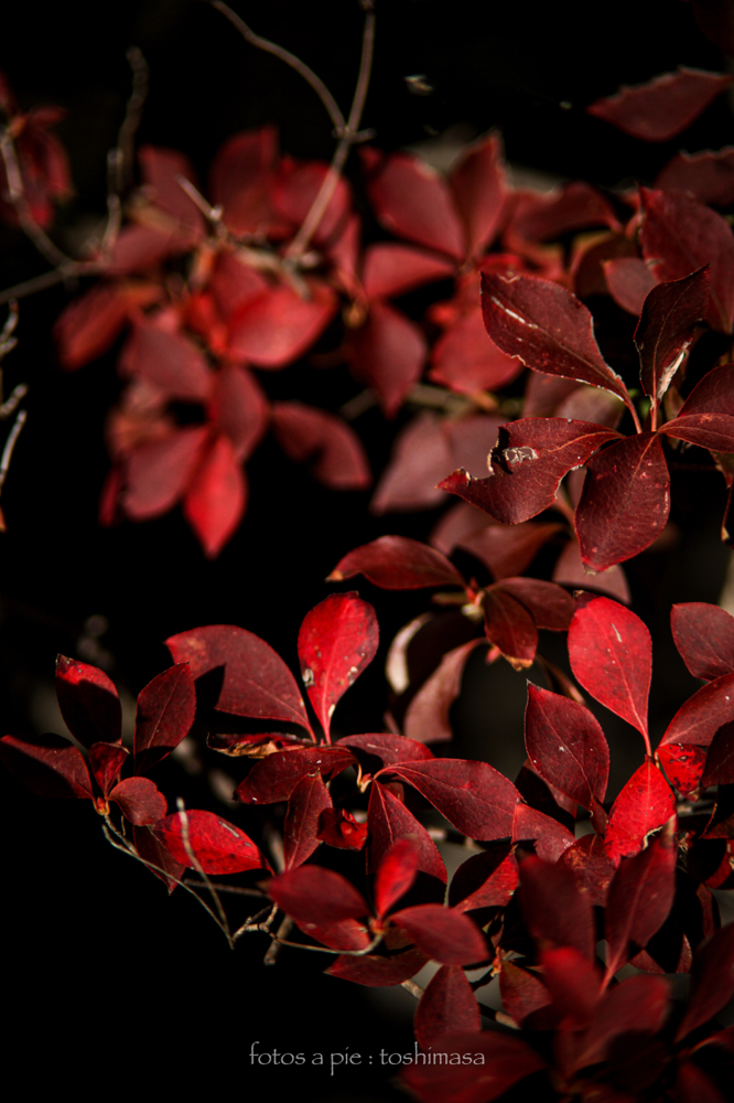 CanonEOS5Dmk2 CanonFD135mmF2.5sc iso100 135mm f2.5 1/1600 M