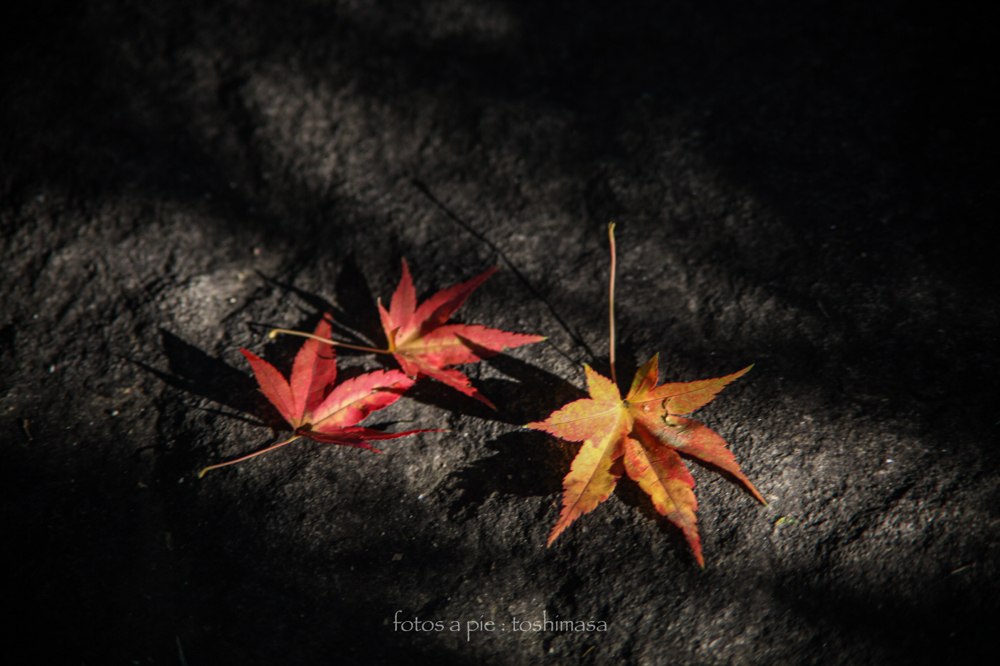 CanonEOS5Dmk2 CanonFD135mmF2.5sc iso100 135mm f2.5 1/40 M