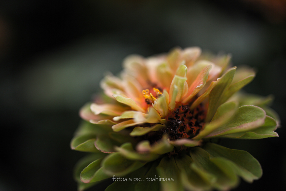 CanonEOS5Dmk2 Sigma50mmF2.8macro iso100 50mm f2.8 1/500 M photo : toshimasa
