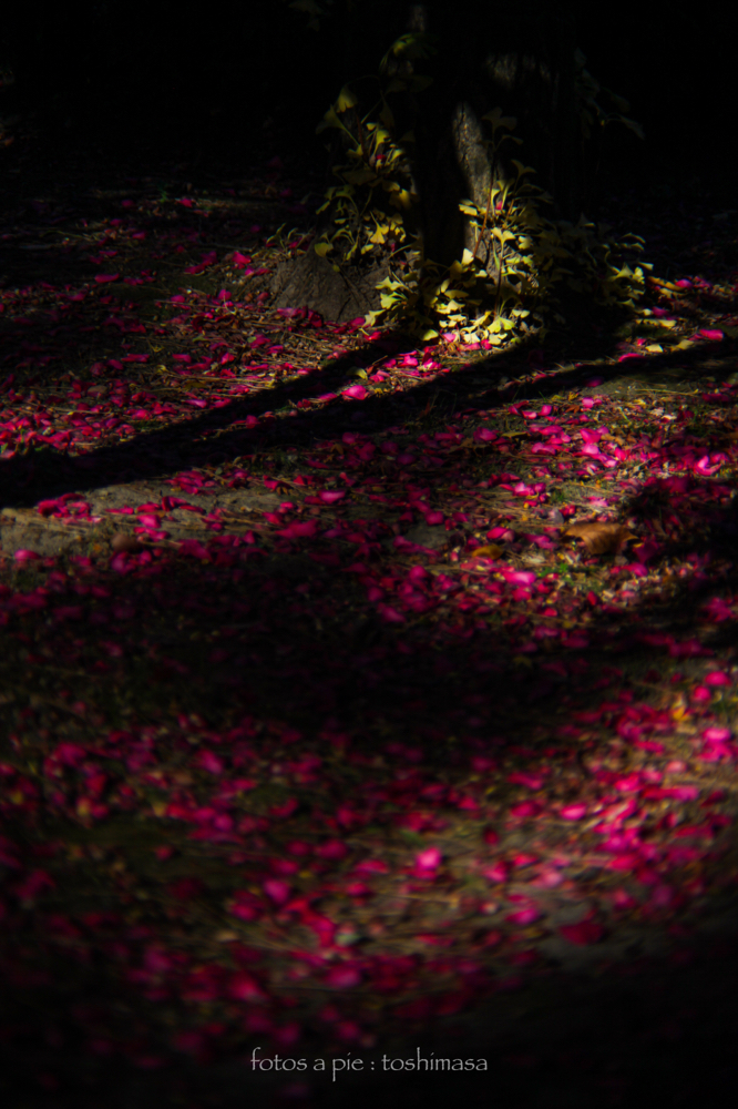 CanonEOS5Dmk2 CanonFD100mmF2.8 iso100 100mm f2.8 1/2500 M