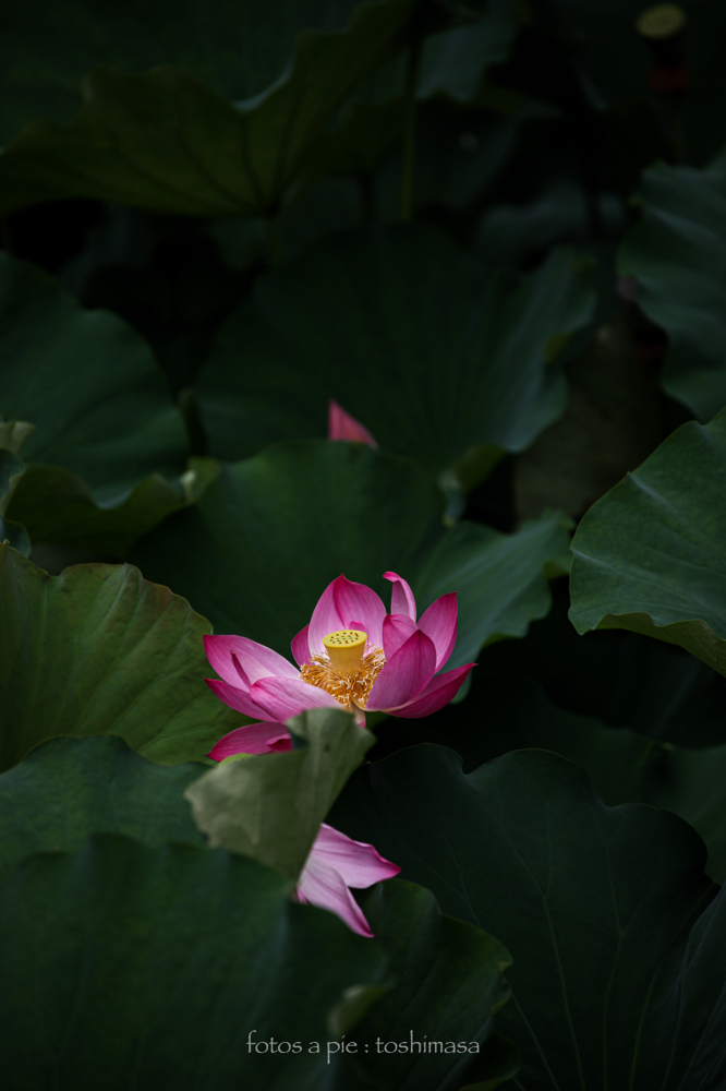 CanonEOS5Dmk2 CanonEF70-300mmF4-5.6L iso100 300mm f5.6 1/800 M photo : toshimasa